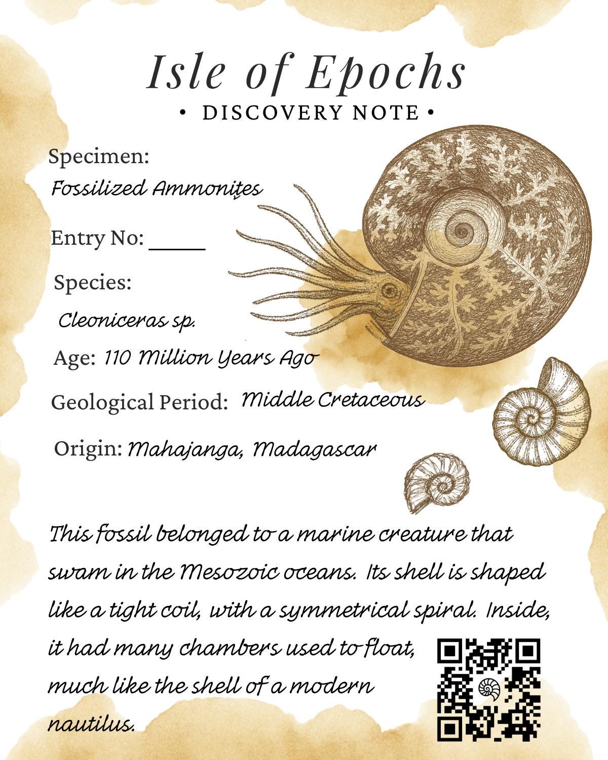 Polished Ammonite Discovery Box: Fossil Kit with Magnifying Glass