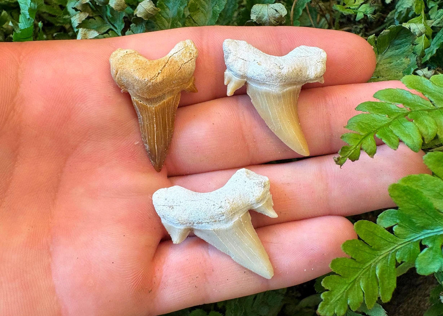 Real Fossil Shark Teeth Starter Kit: 3-Piece Set with Magnifying Glass