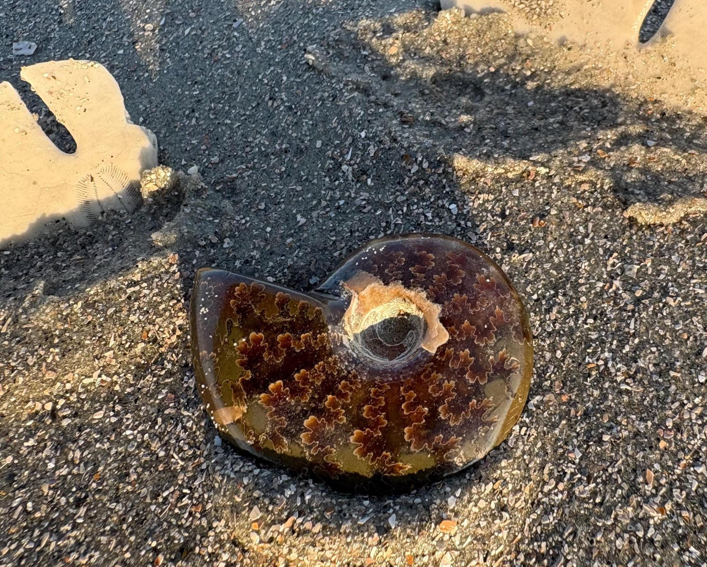Polished Ammonite Discovery Box: Fossil Kit with Magnifying Glass