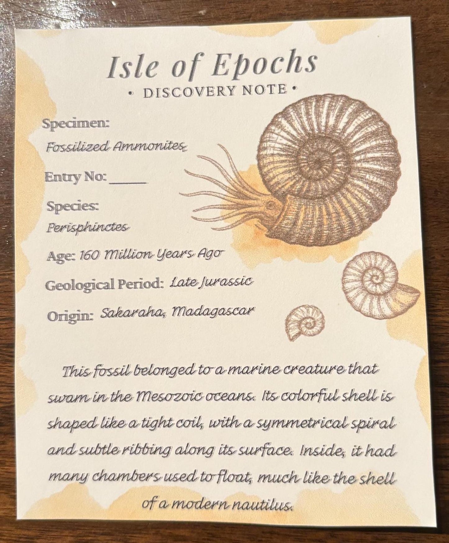 Authentic Ammonite Fossil Expedition Kit: Includes Magnifying Glass & Discovery Note