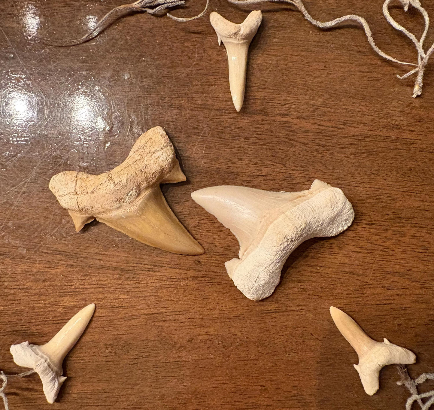 Real Fossil Shark Teeth Set: Educational Paleontology Kit