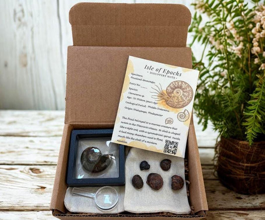 Polished Ammonite Discovery Box: Fossil Kit with Magnifying Glass