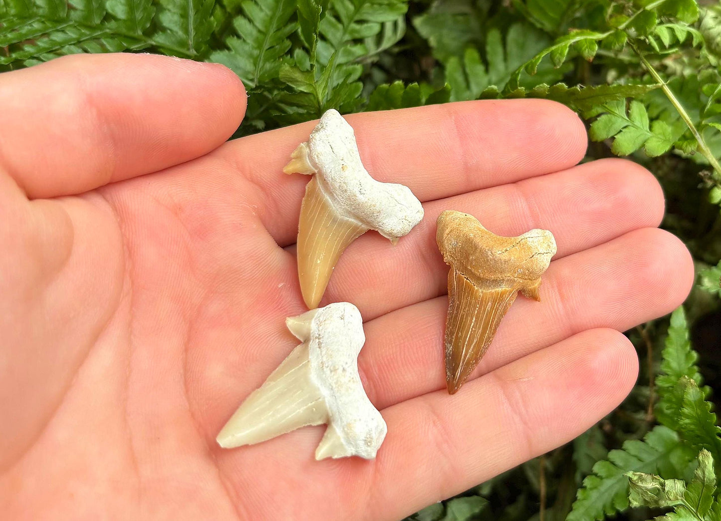 Real Fossil Shark Teeth Starter Kit: 3-Piece Set with Magnifying Glass