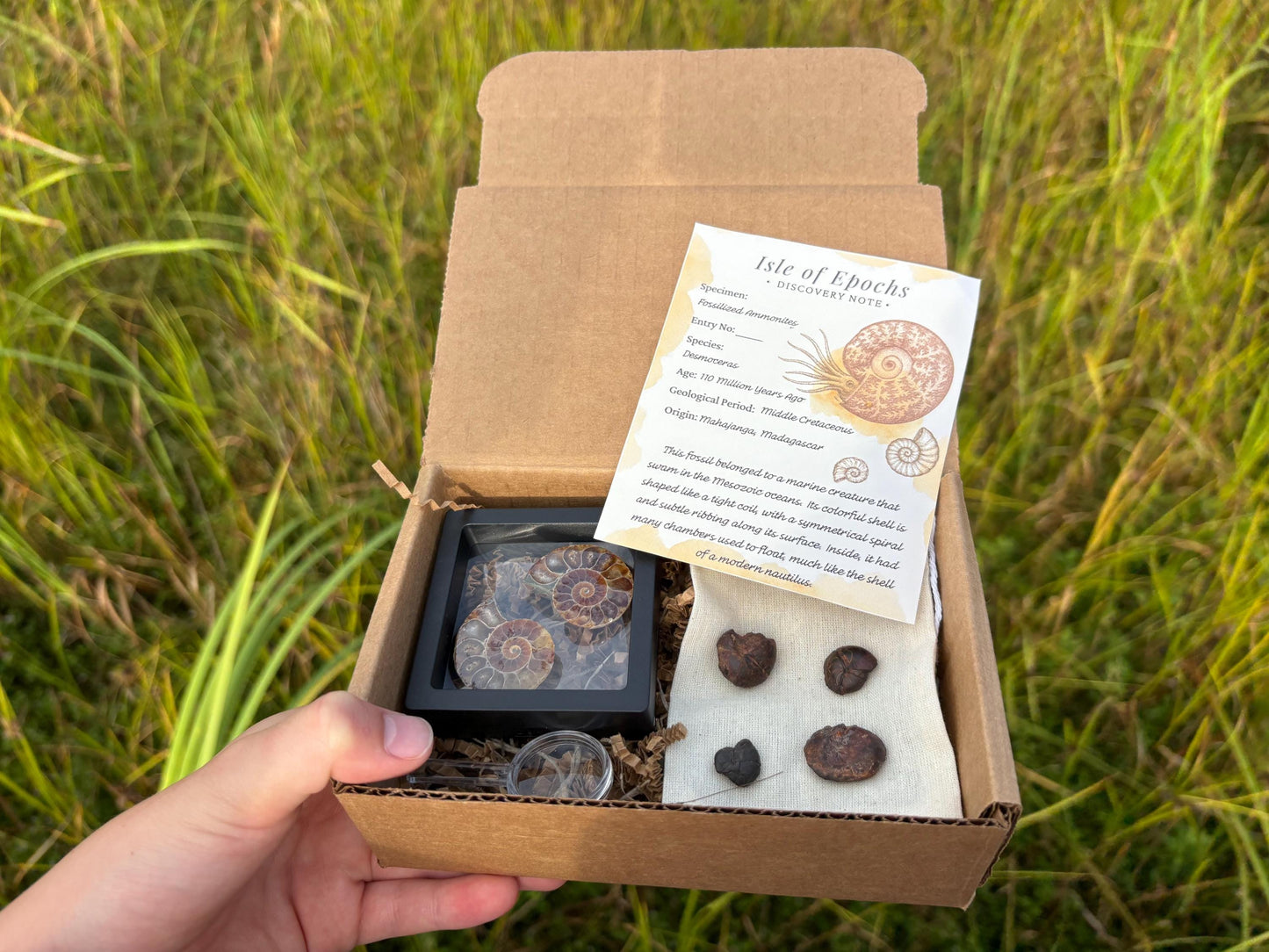 Ammonite Fossil Explorer Kit: Polished Halved Ammonite + 4 Raw Fossils