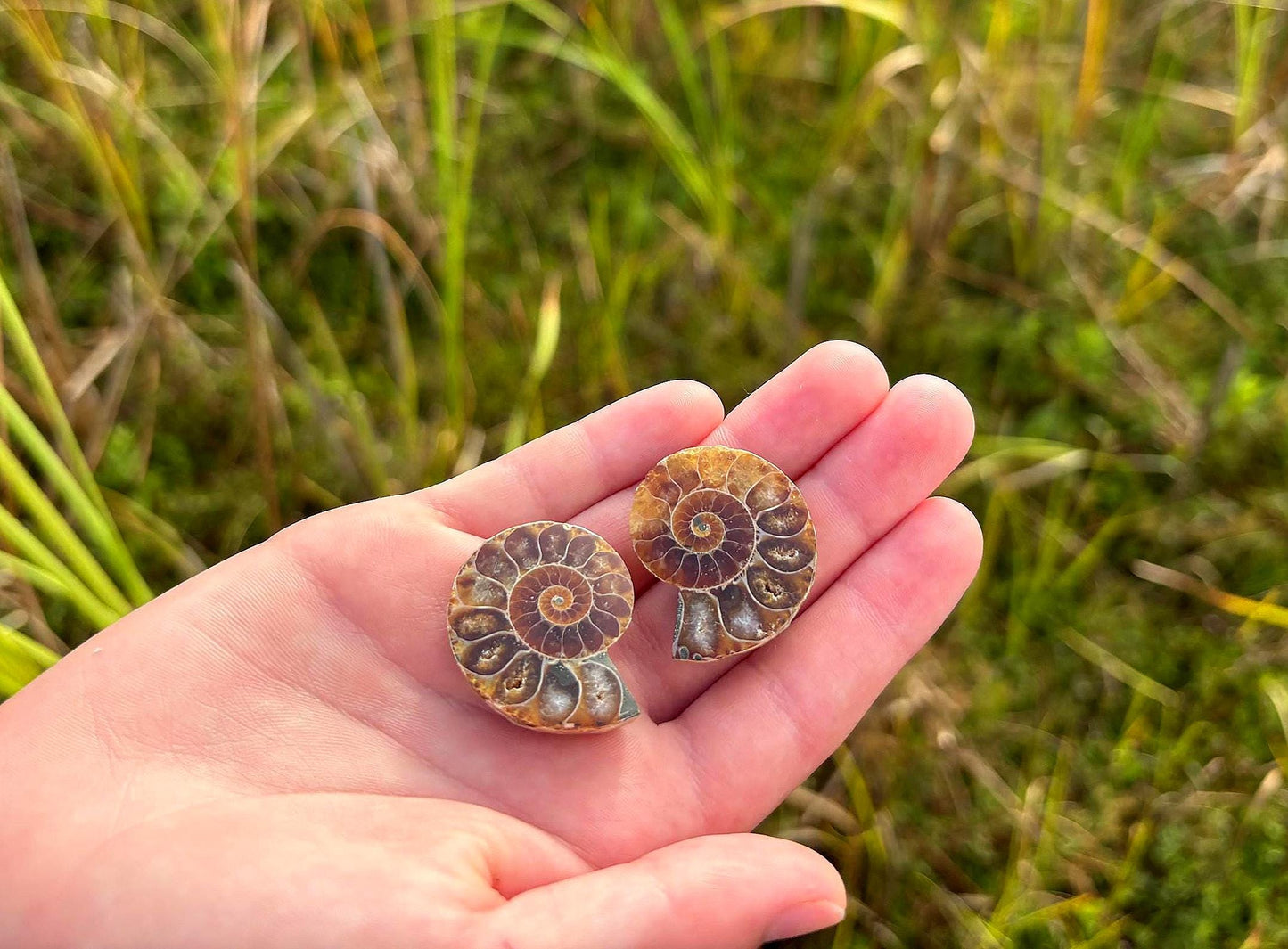 Ammonite Fossil Explorer Kit: Polished Halved Ammonite + 4 Raw Fossils