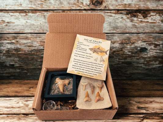 Real Fossil Shark Teeth Discovery Set: Moroccan Fossils, Display Stand & Magnifier