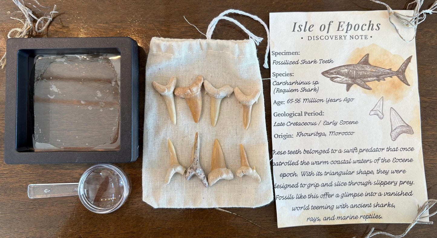 Real Fossil Shark Teeth Set: 8 Authentic Fossils with Muslin Bag