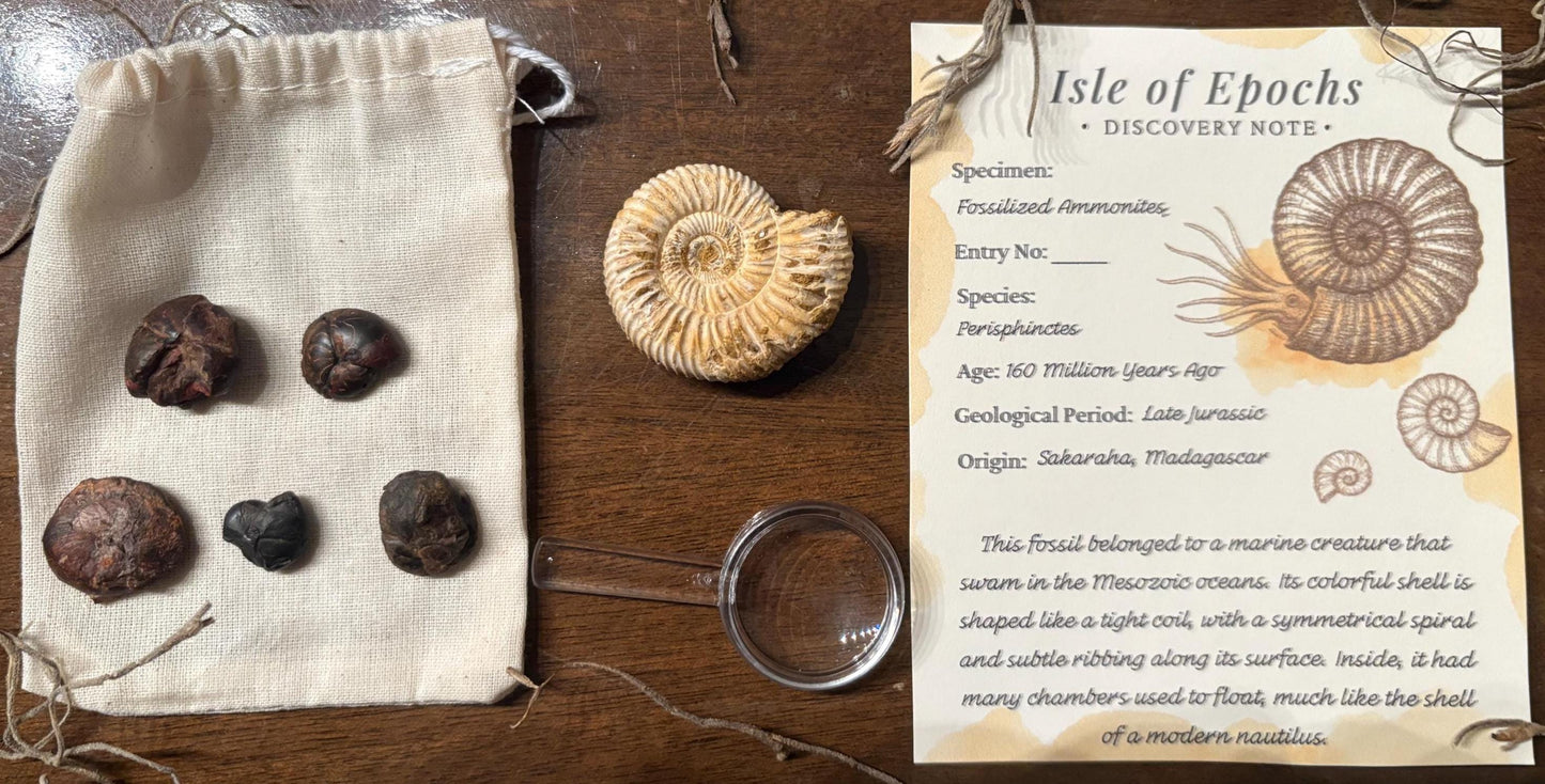 Authentic Ammonite Fossil Expedition Kit: Includes Magnifying Glass & Discovery Note