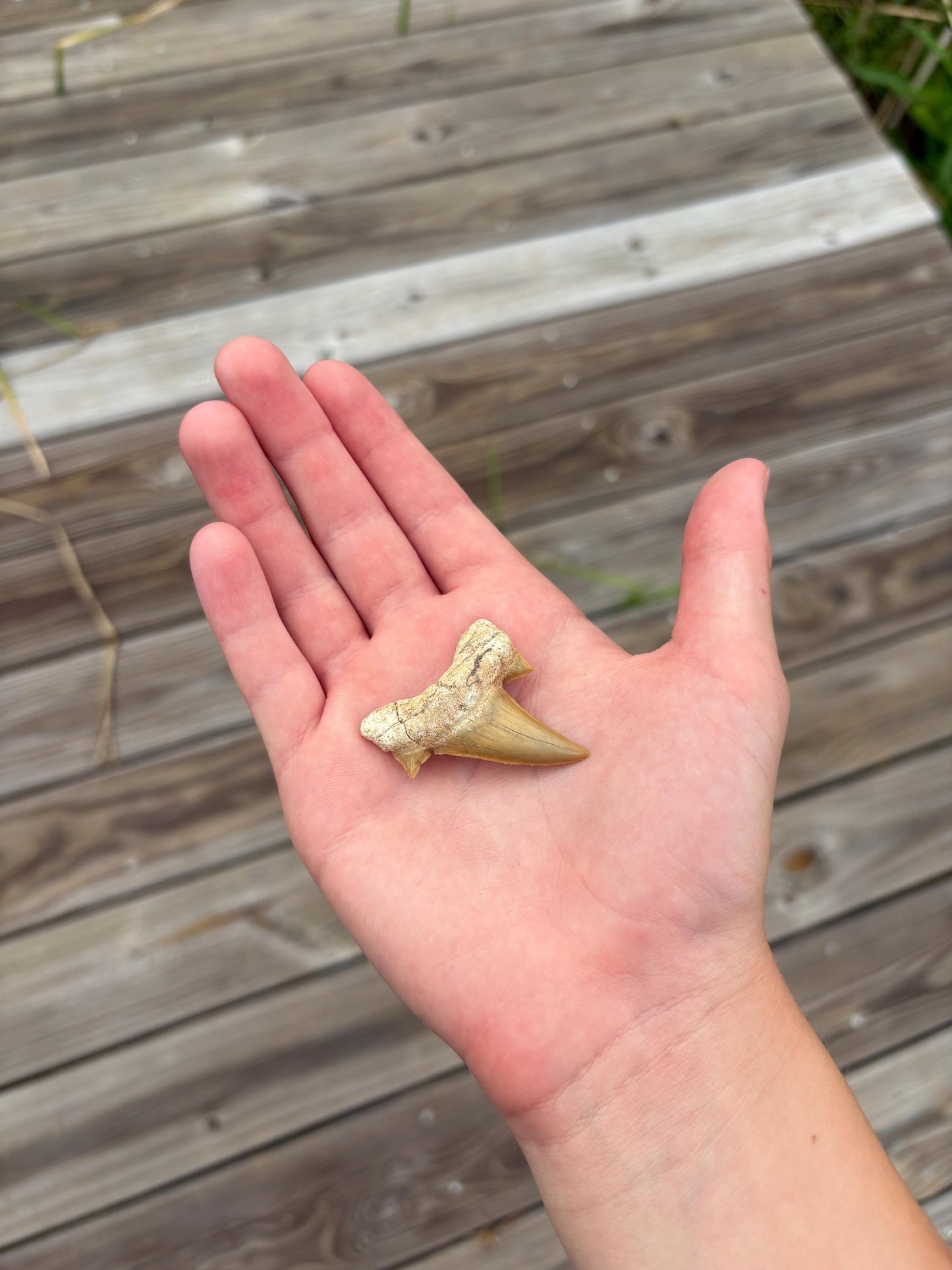 Real Fossil Shark Teeth Discovery Set: Moroccan Fossils, Display Stand & Magnifier