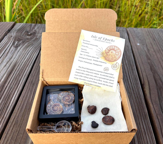 Ammonite Fossil Explorer Kit: Polished Halved Ammonite + 4 Raw Fossils