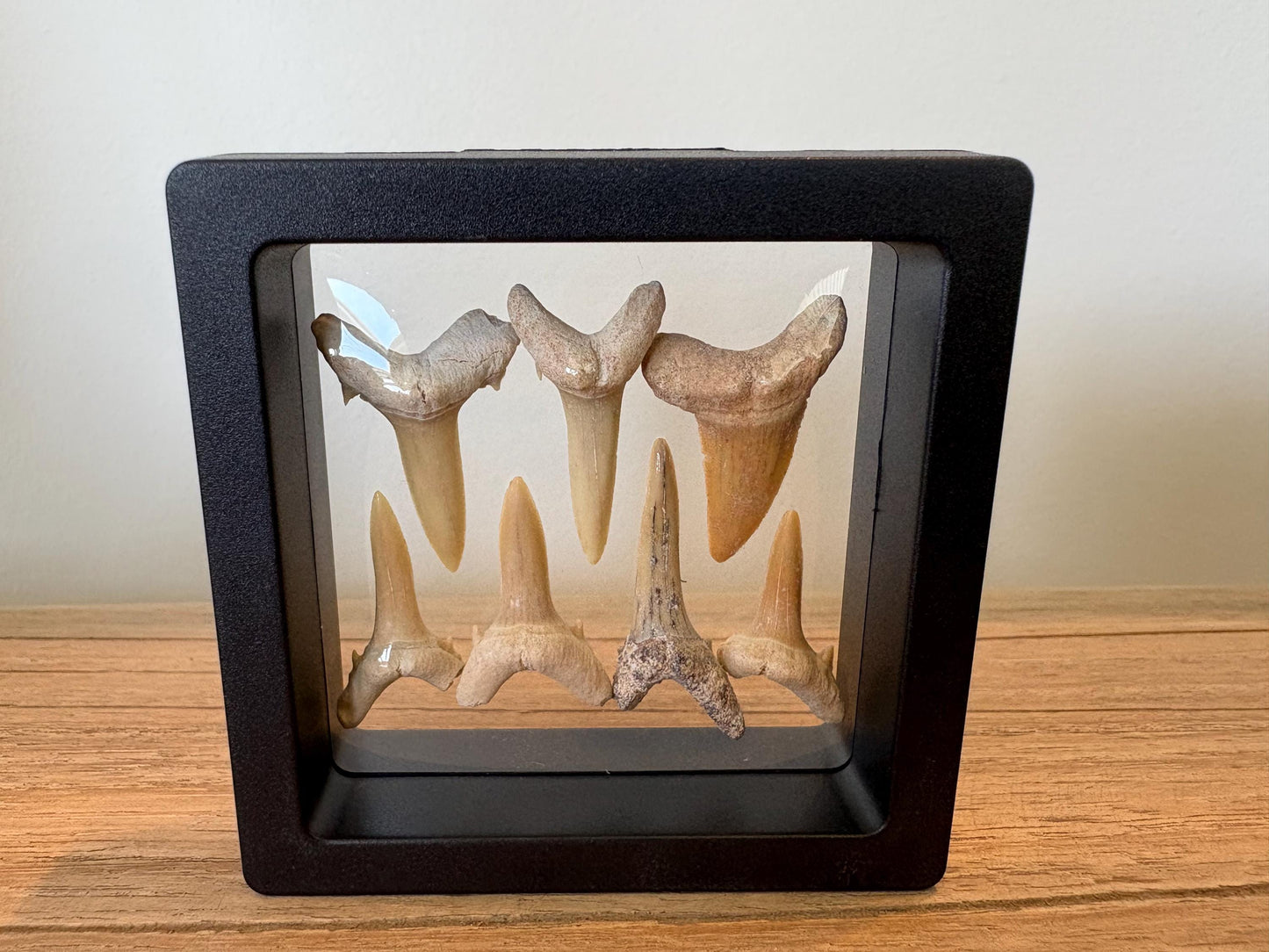 Real Fossil Shark Teeth Set: 8 Authentic Fossils with Muslin Bag