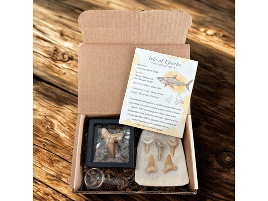 Real Fossil Shark Teeth Discovery Set: Moroccan Fossils, Display Stand & Magnifier
