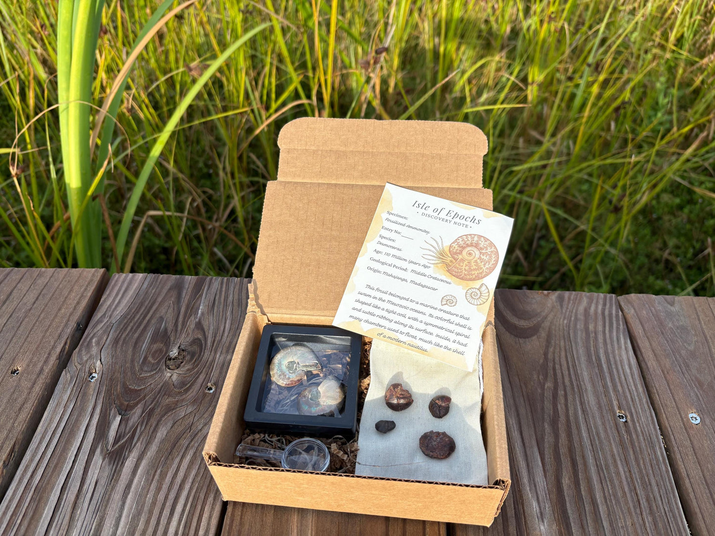 Ammonite Fossil Explorer Kit: Polished Halved Ammonite + 4 Raw Fossils