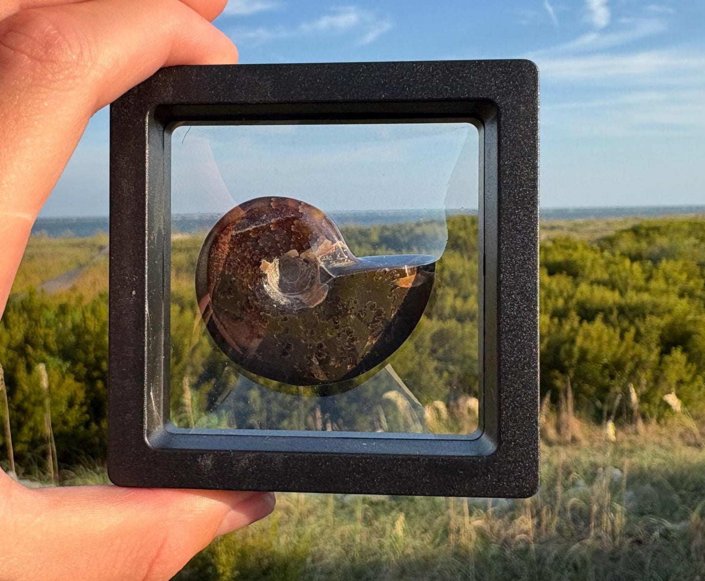 Polished Ammonite Discovery Box: Fossil Kit with Magnifying Glass