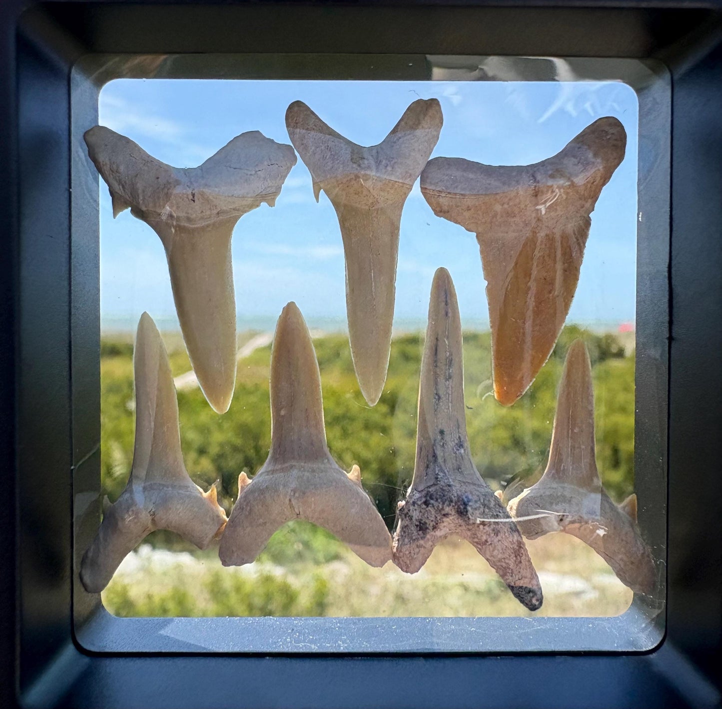 Real Fossil Shark Teeth Set: 8 Authentic Fossils with Muslin Bag