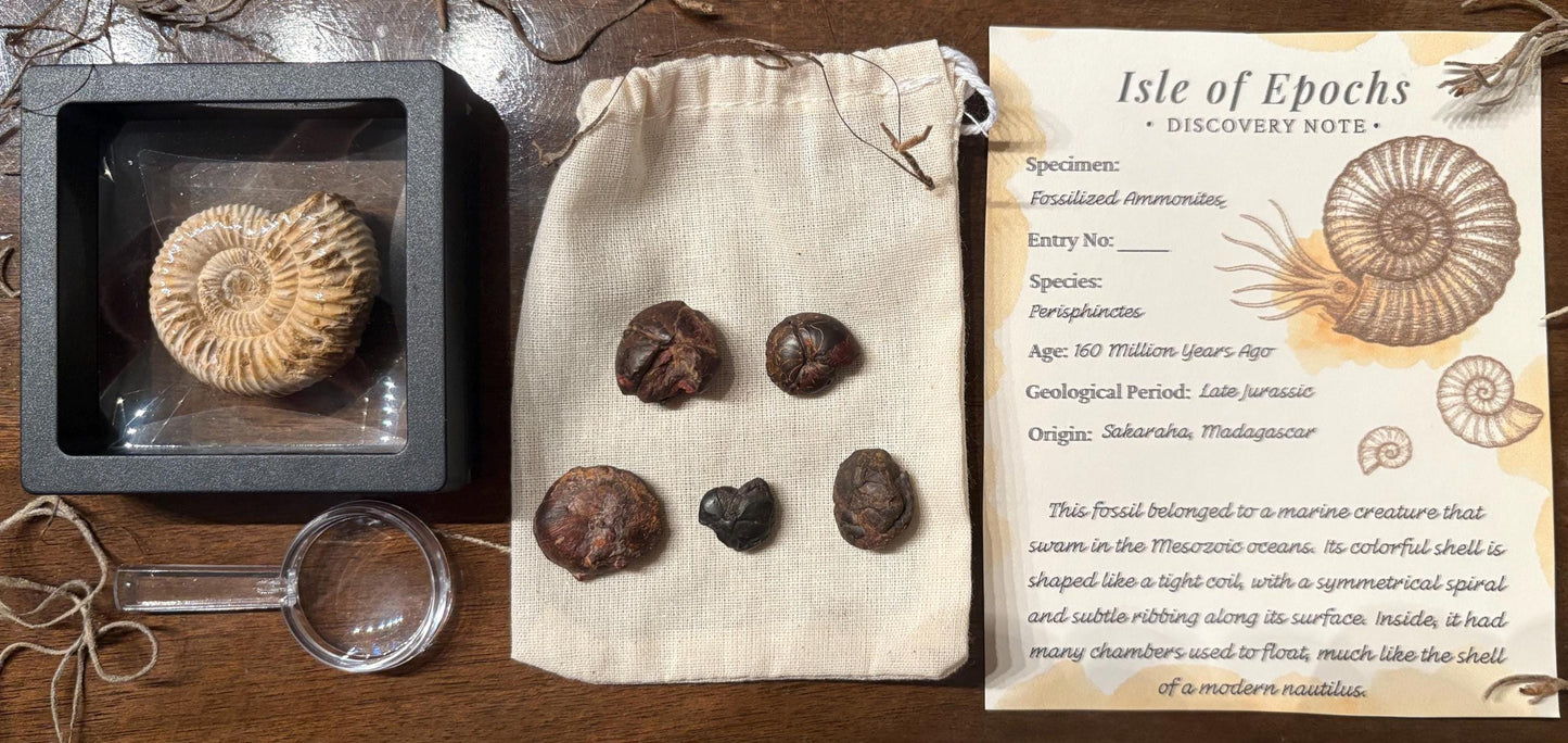 Authentic Ammonite Fossil Expedition Kit: Includes Magnifying Glass & Discovery Note