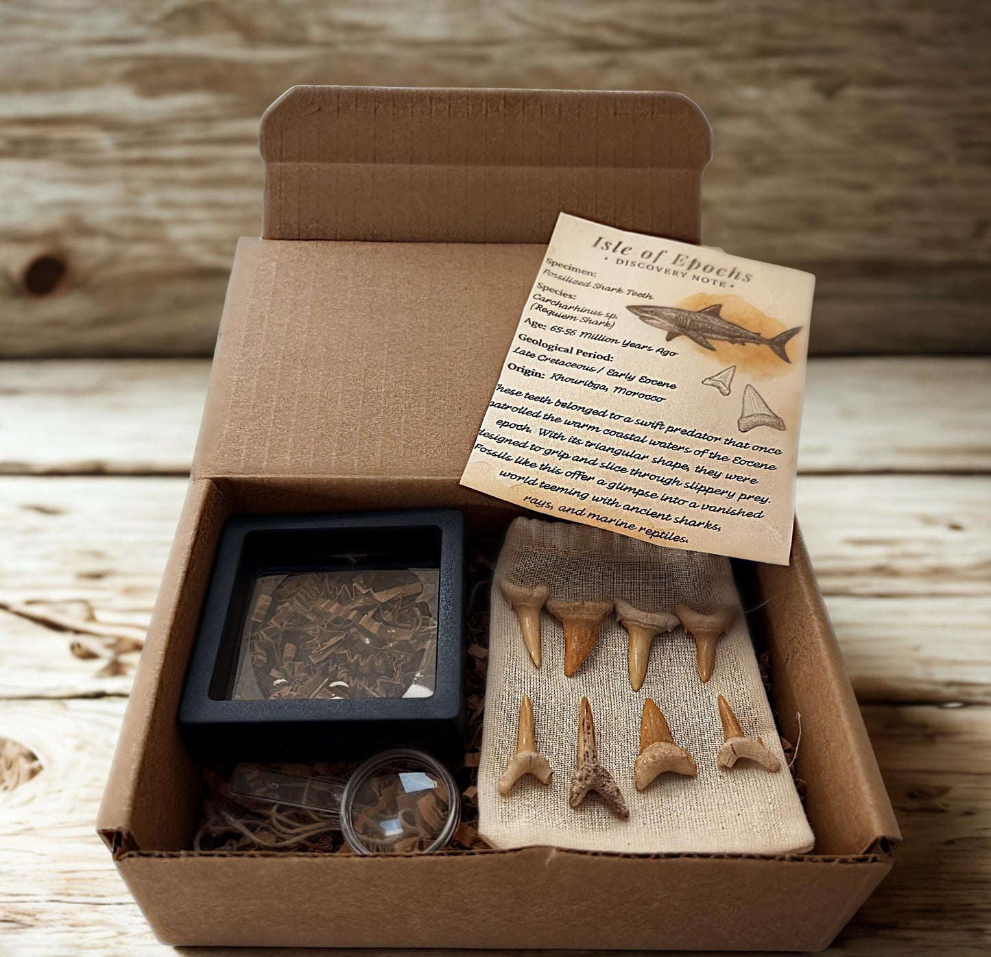 Real Fossil Shark Teeth Set: 8 Authentic Fossils with Muslin Bag