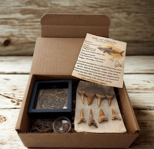 Real Fossil Shark Teeth Set: 8 Authentic Fossils with Muslin Bag