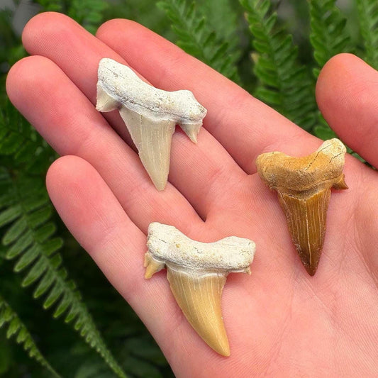 Real Fossil Shark Teeth Starter Kit: 3-Piece Set with Magnifying Glass