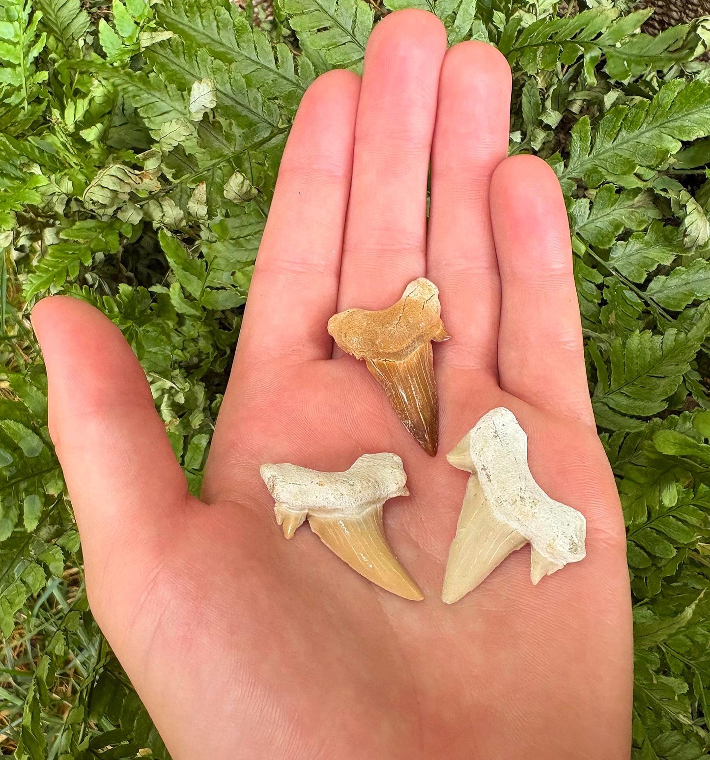 Real Fossil Shark Teeth Starter Kit: 3-Piece Set with Magnifying Glass