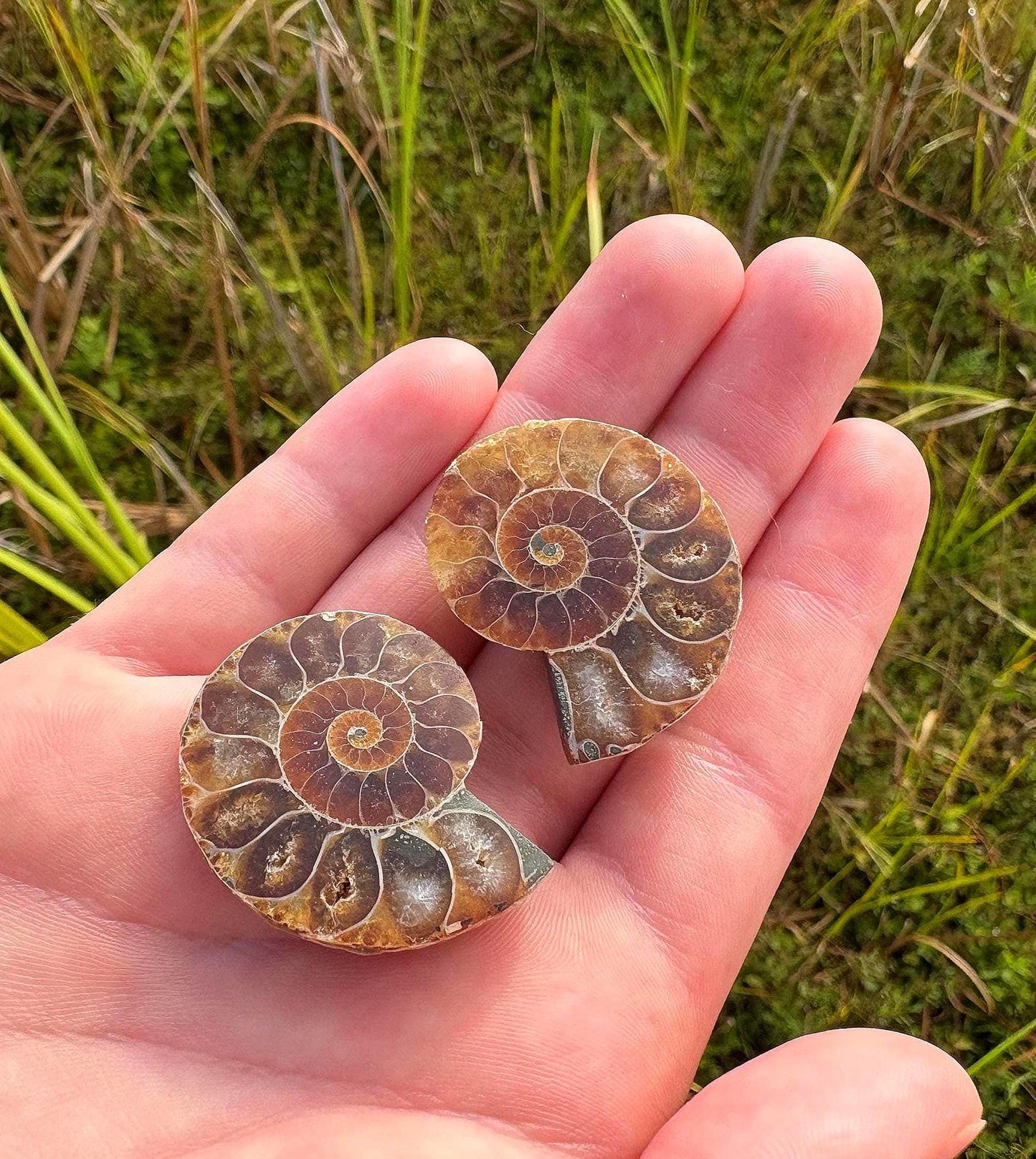 Ammonite Fossil Explorer Kit: Polished Halved Ammonite + 4 Raw Fossils