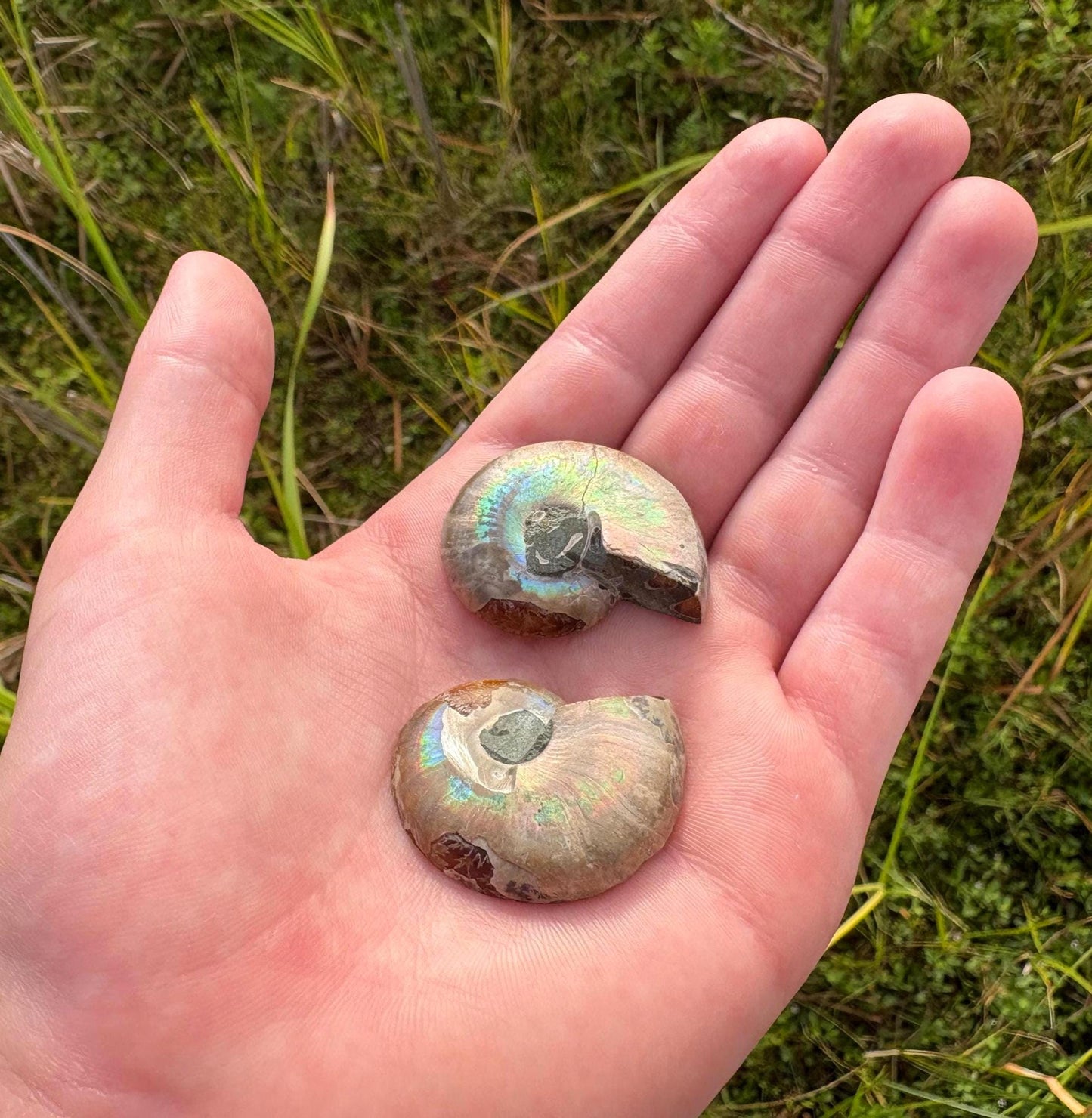 Ammonite Fossil Explorer Kit: Polished Halved Ammonite + 4 Raw Fossils