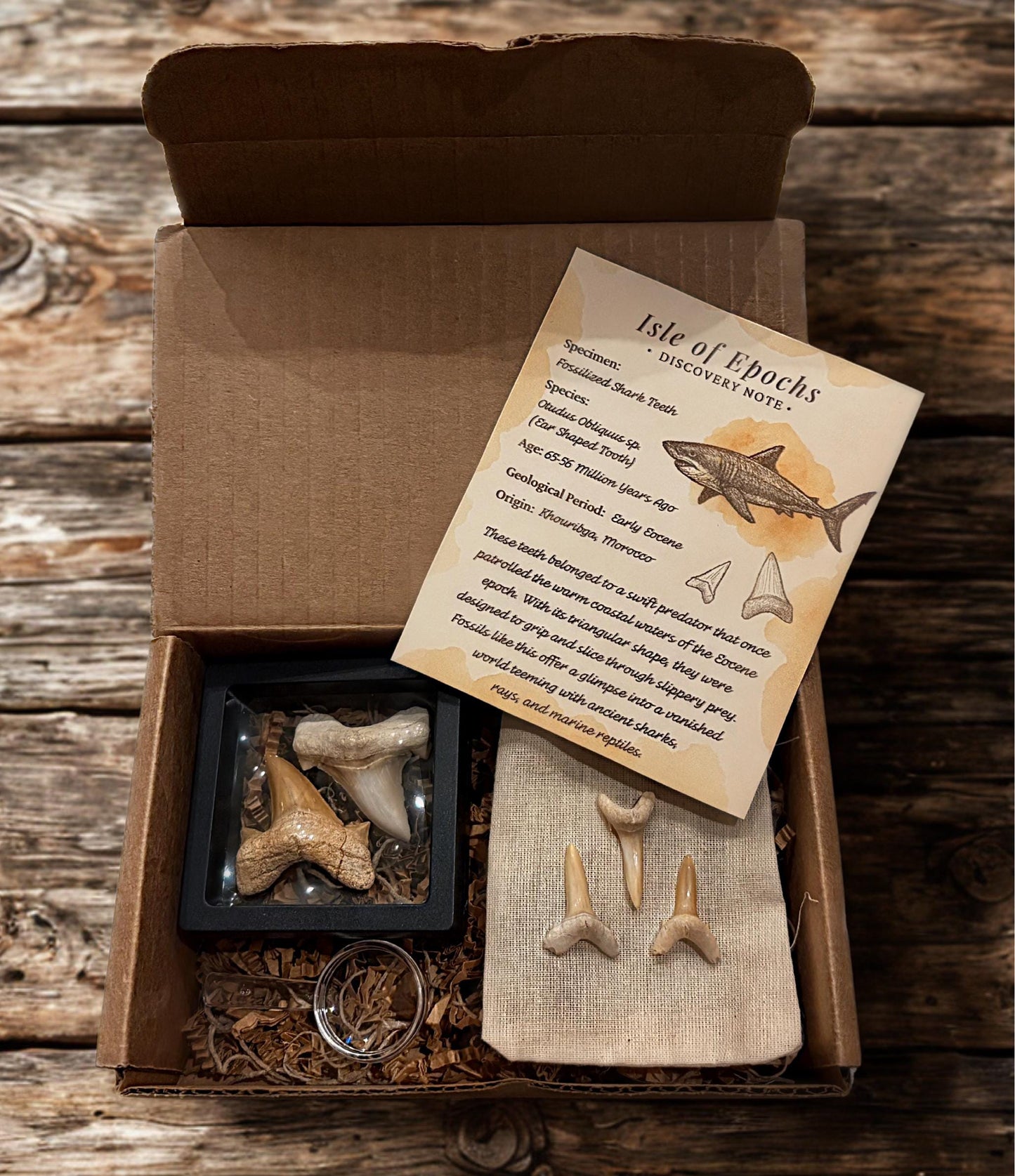 Real Fossil Shark Teeth Set: Educational Paleontology Kit