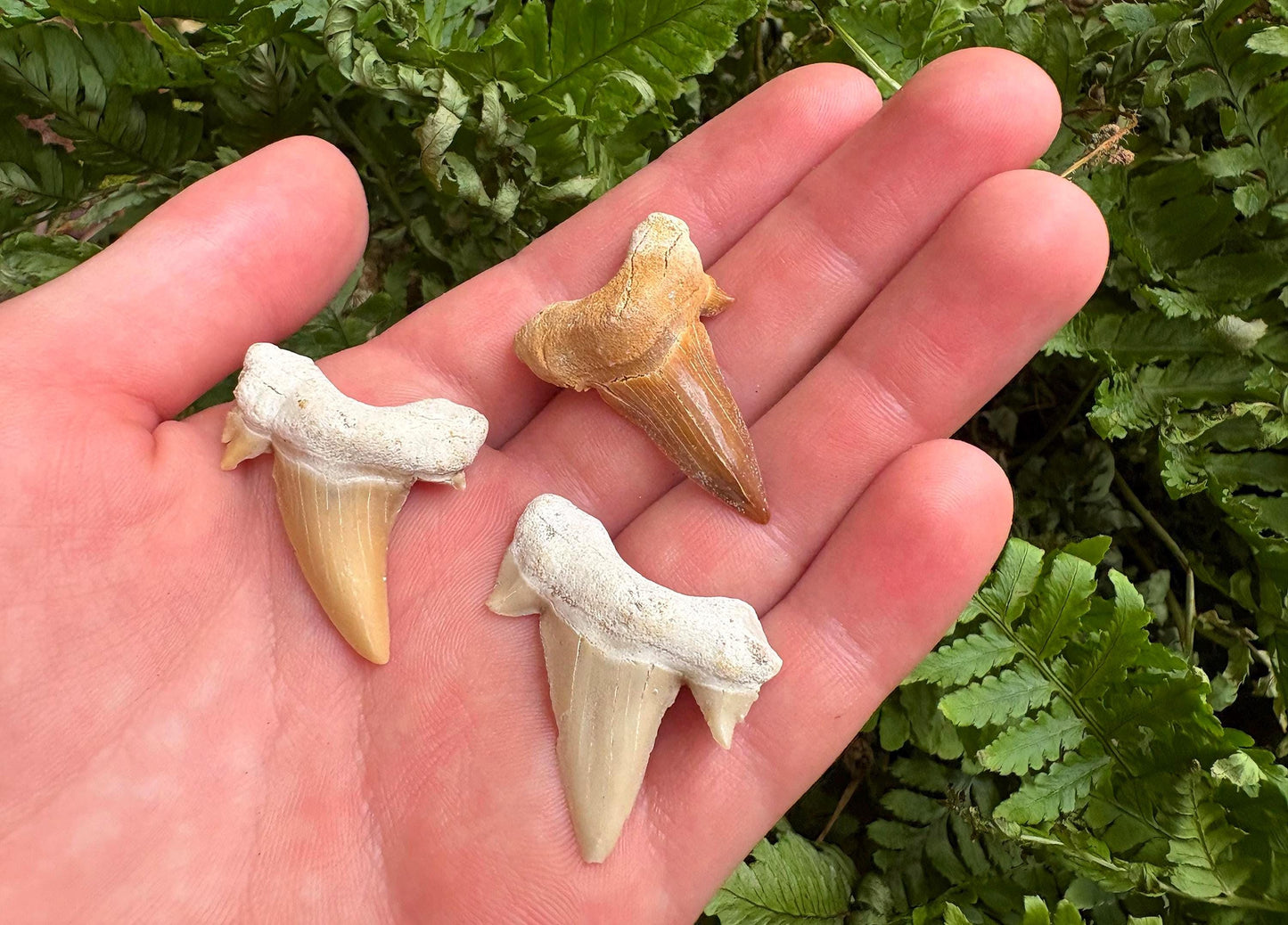 Real Fossil Shark Teeth Starter Kit: 3-Piece Set with Magnifying Glass