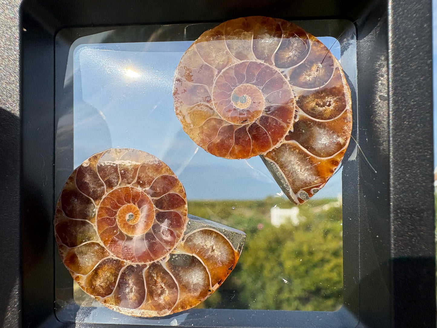 Ammonite Fossil Explorer Kit: Polished Halved Ammonite + 4 Raw Fossils