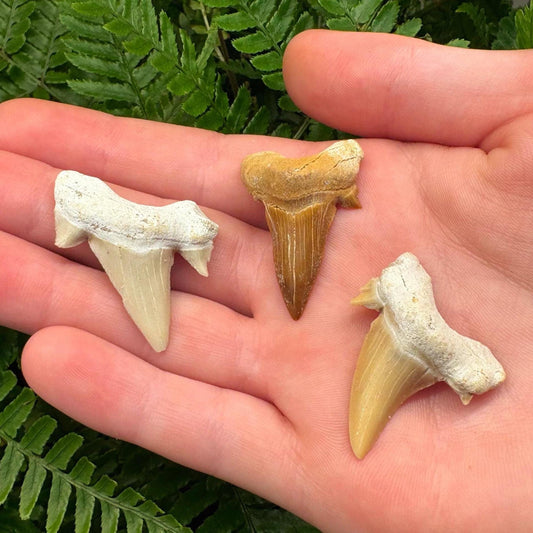 Real Fossil Shark Teeth Starter Kit: 3-Piece Set with Magnifying Glass