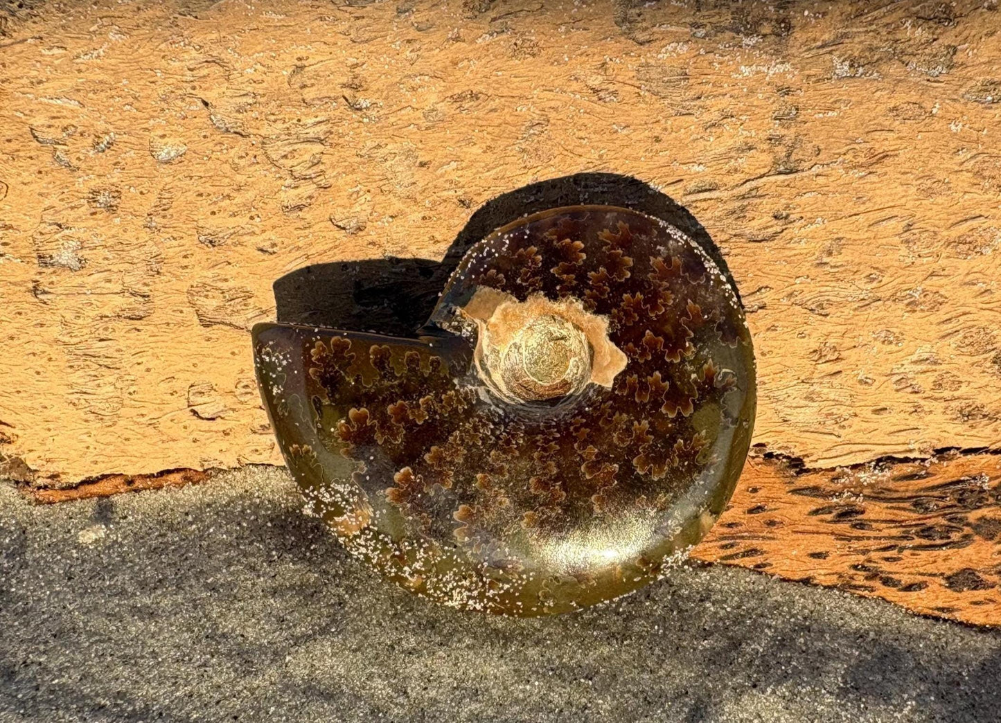Polished Ammonite Discovery Box: Fossil Kit with Magnifying Glass