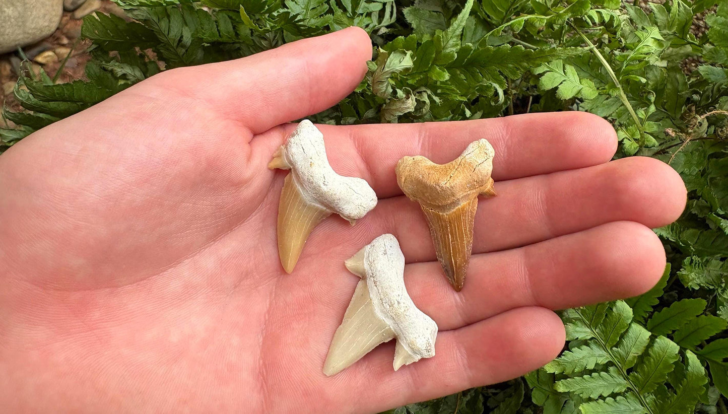Real Fossil Shark Teeth Starter Kit: 3-Piece Set with Magnifying Glass