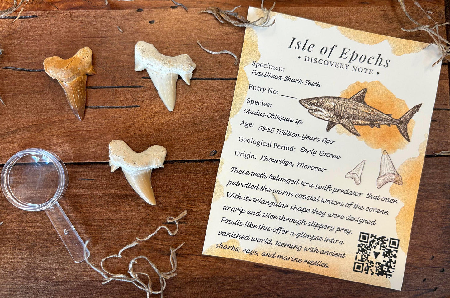 Real Fossil Shark Teeth Starter Kit: 3-Piece Set with Magnifying Glass