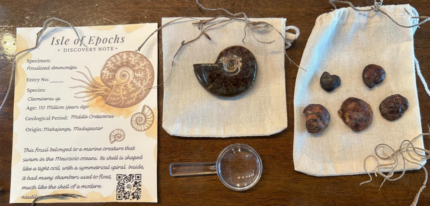Polished Ammonite Discovery Box: Fossil Kit with Magnifying Glass