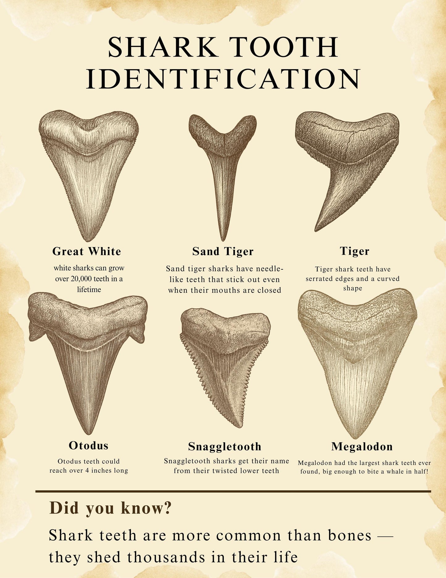 Kids Fossil Field Guide: Nature Journal, Shark Tooth ID (PDF Booklet)