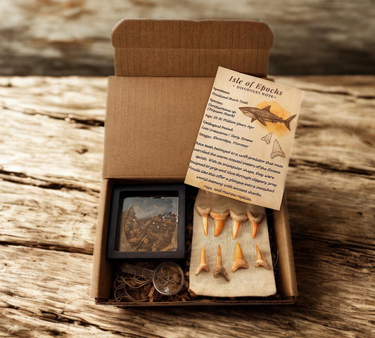 Real Fossil Shark Teeth Set: 8 Authentic Fossils with Muslin Bag