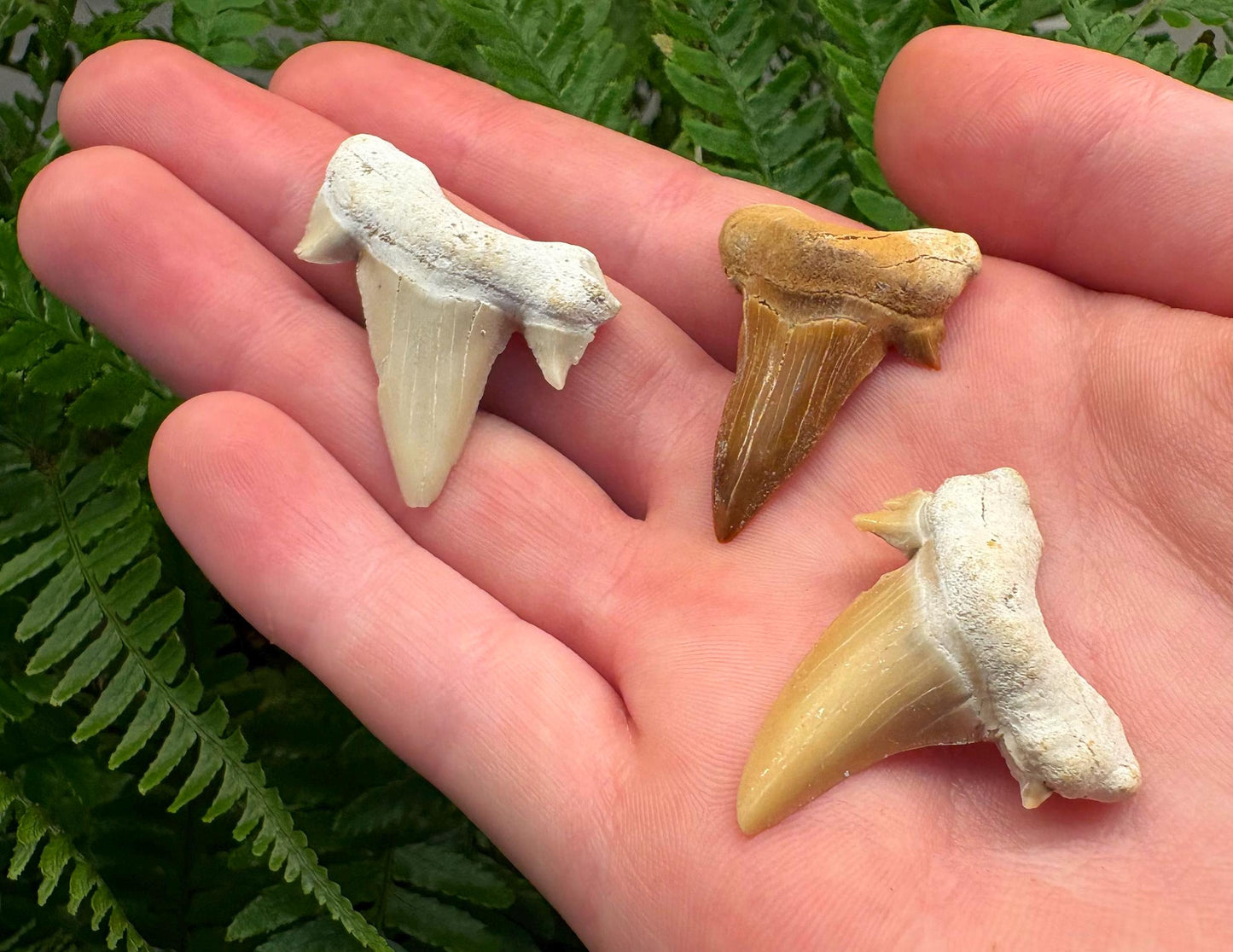 Real Fossil Shark Teeth Starter Kit: 3-Piece Set with Magnifying Glass