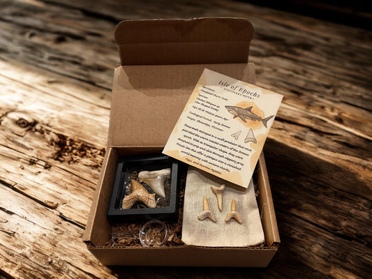 Real Fossil Shark Teeth Set: Educational Paleontology Kit