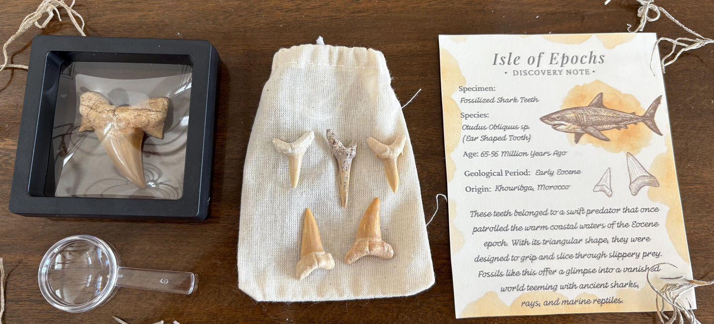 Real Fossil Shark Teeth Discovery Set: Moroccan Fossils, Display Stand & Magnifier