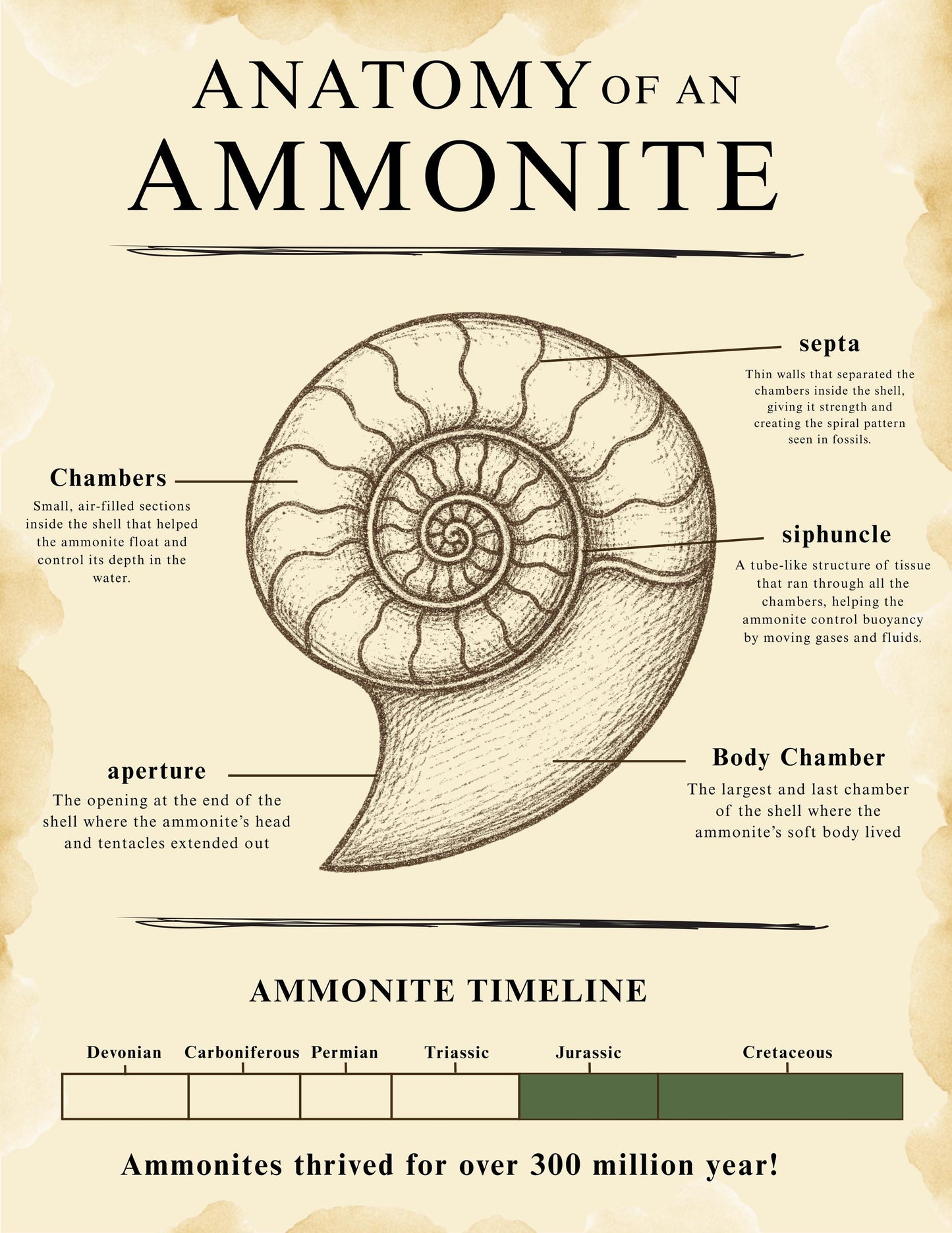 Kids Fossil Field Guide: Nature Journal, Shark Tooth ID (PDF Booklet)