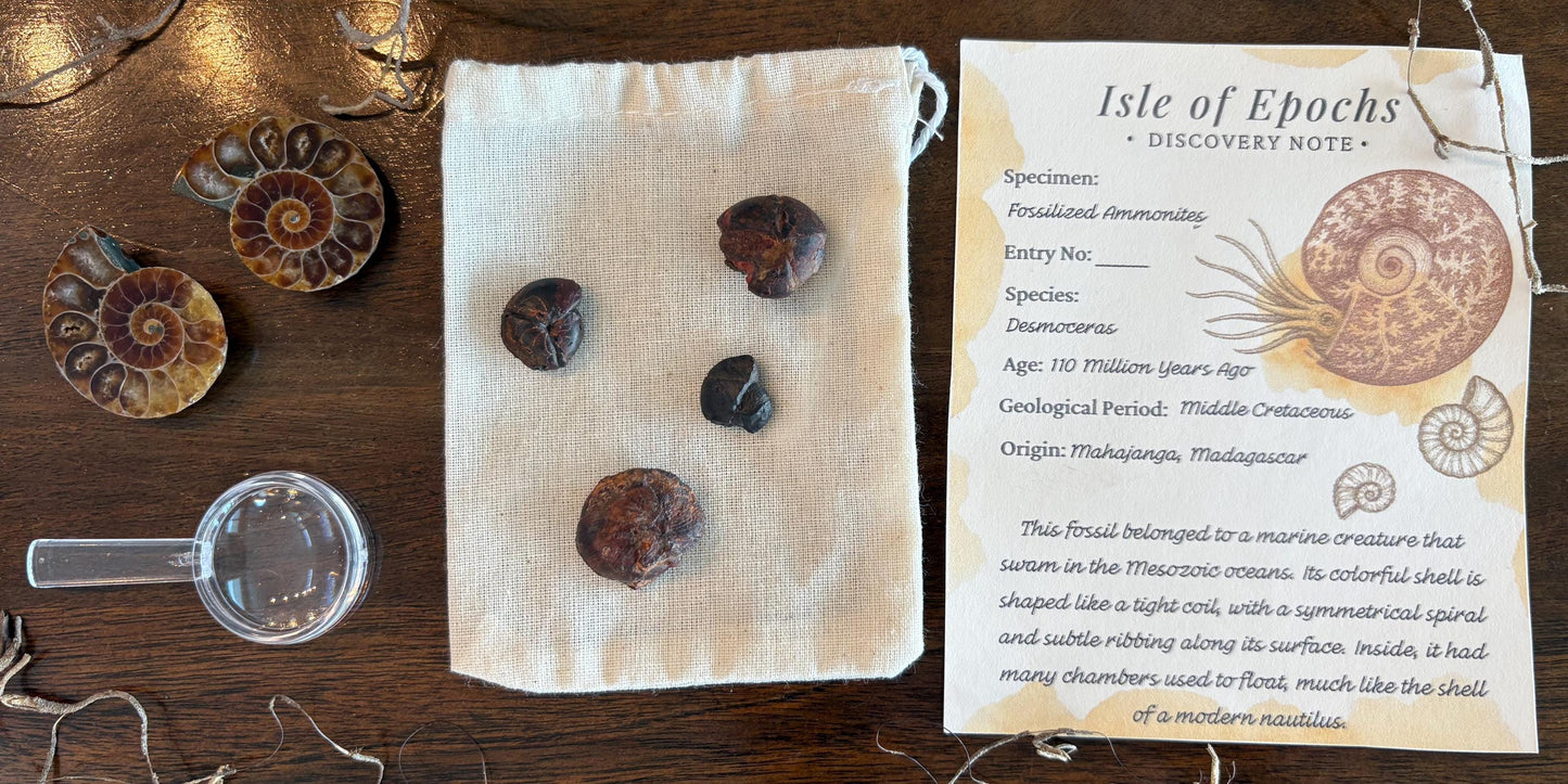 Ammonite Fossil Explorer Kit: Polished Halved Ammonite + 4 Raw Fossils