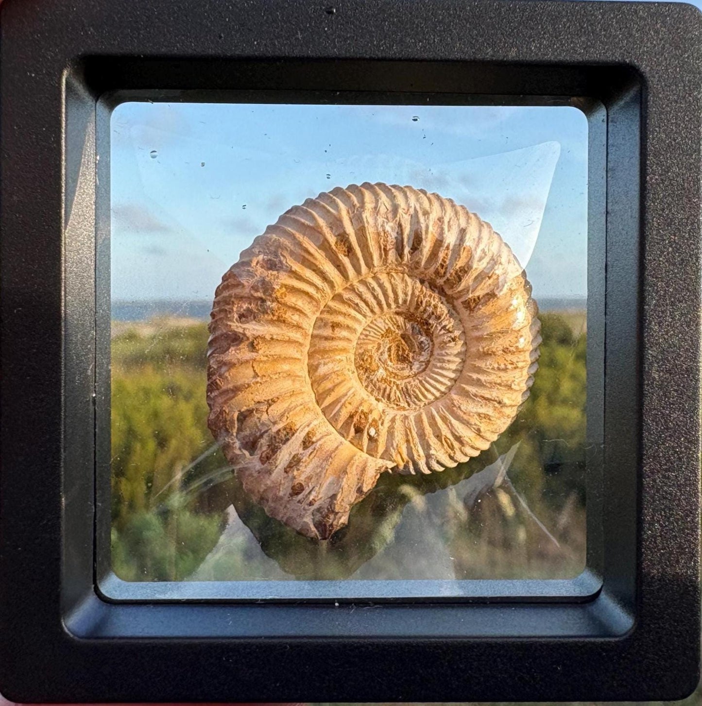 Authentic Ammonite Fossil Expedition Kit: Includes Magnifying Glass & Discovery Note