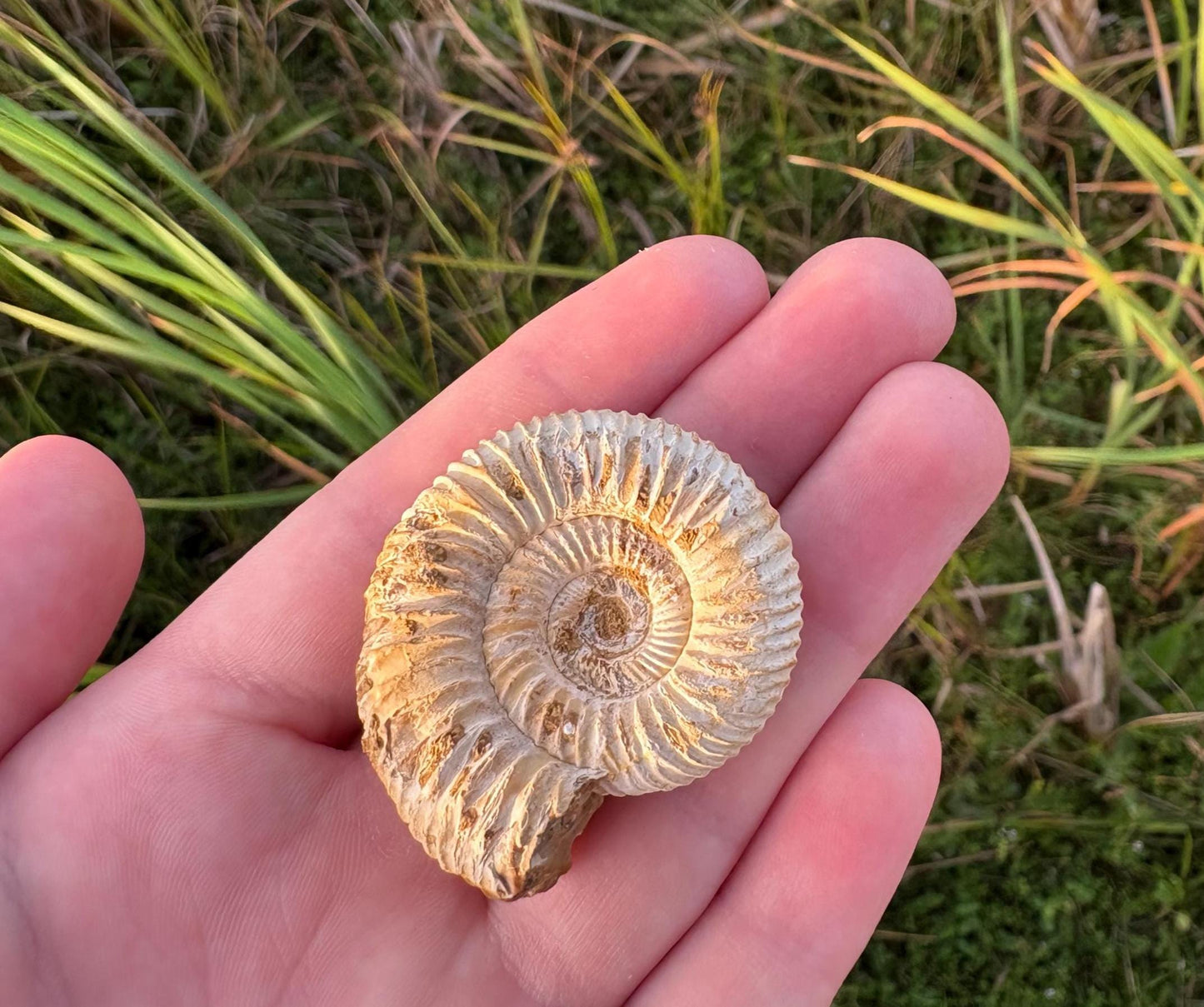 Authentic Ammonite Fossil Expedition Kit: Includes Magnifying Glass & Discovery Note