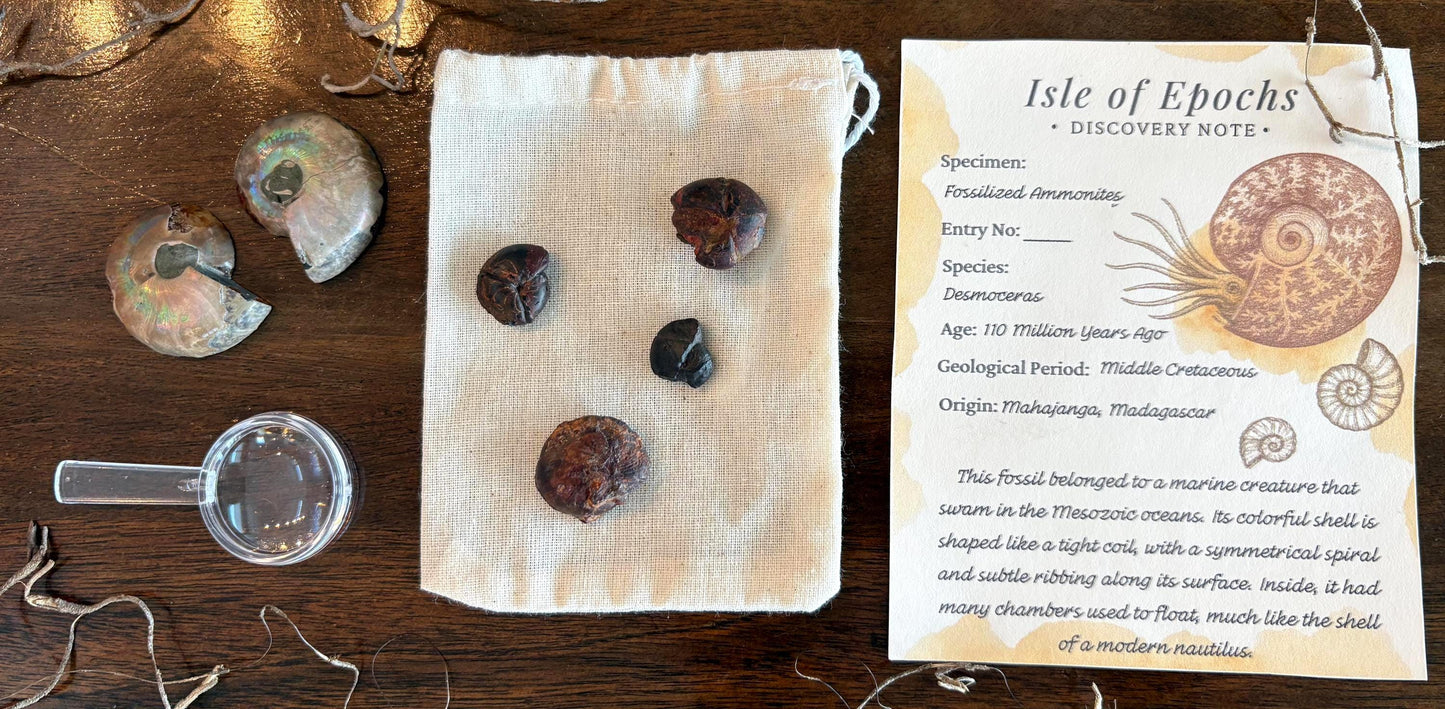 Ammonite Fossil Explorer Kit: Polished Halved Ammonite + 4 Raw Fossils