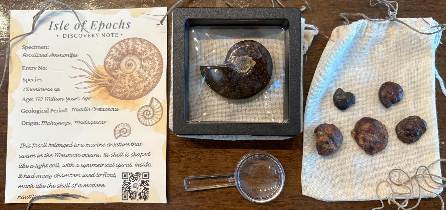 Polished Ammonite Discovery Box: Fossil Kit with Magnifying Glass
