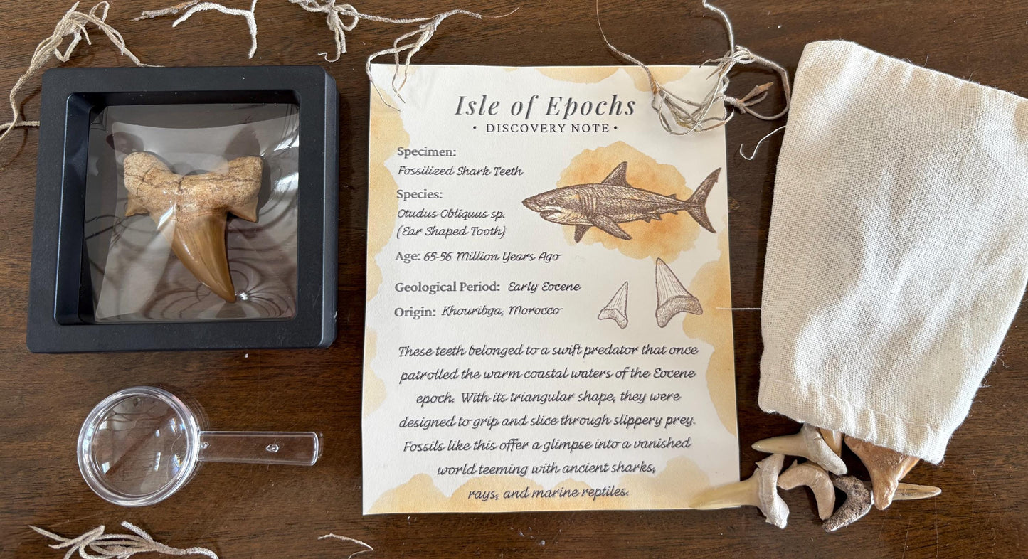 Real Fossil Shark Teeth Discovery Set: Moroccan Fossils, Display Stand & Magnifier