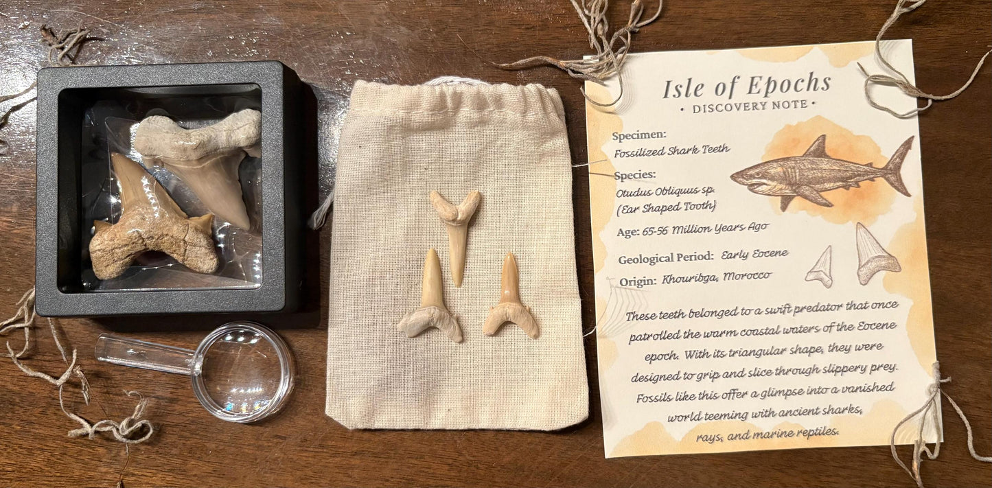 Real Fossil Shark Teeth Set: Educational Paleontology Kit