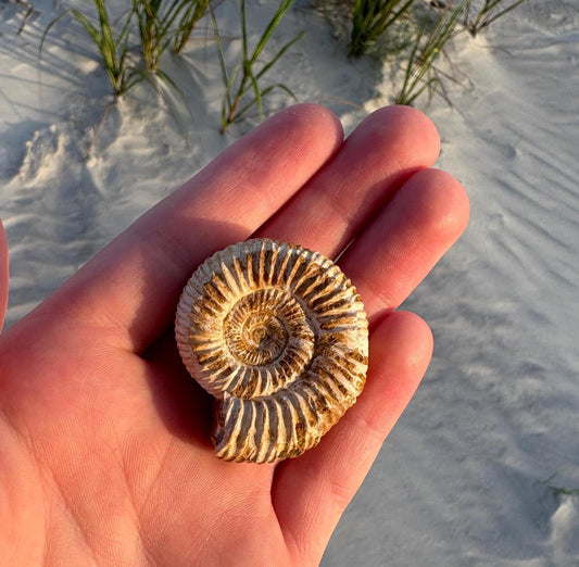 Authentic Ammonite Fossil Expedition Kit: Includes Magnifying Glass & Discovery Note
