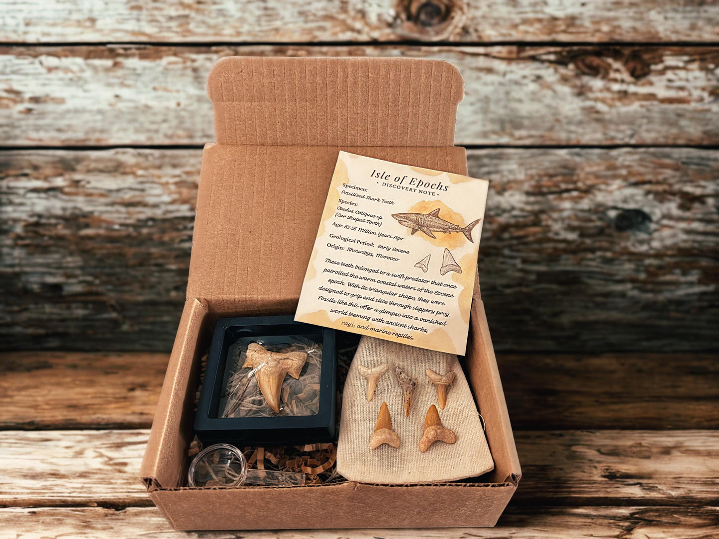 Real Fossil Shark Teeth Discovery Set: Moroccan Fossils, Display Stand & Magnifier