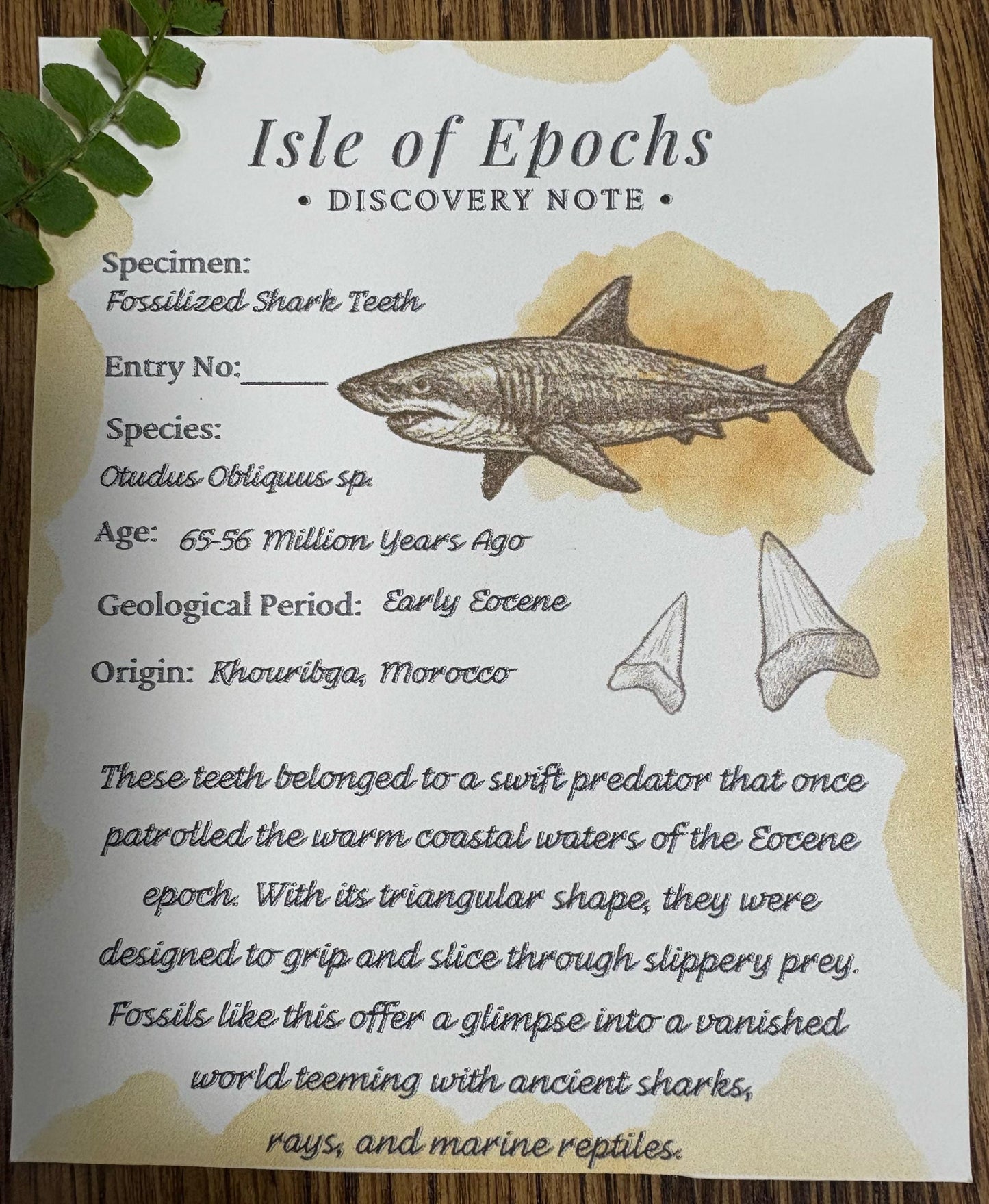 Fossil Vial Decoration | Real Shark Teeth Fossils in Glass Jar + Discovery Note | Natural Curio Gift | Ocean Discovery Keepsake